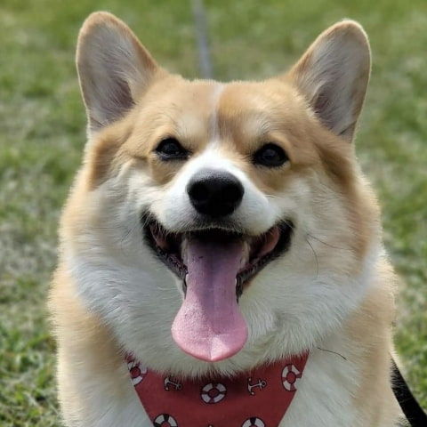 How to spend a day with your dog in London