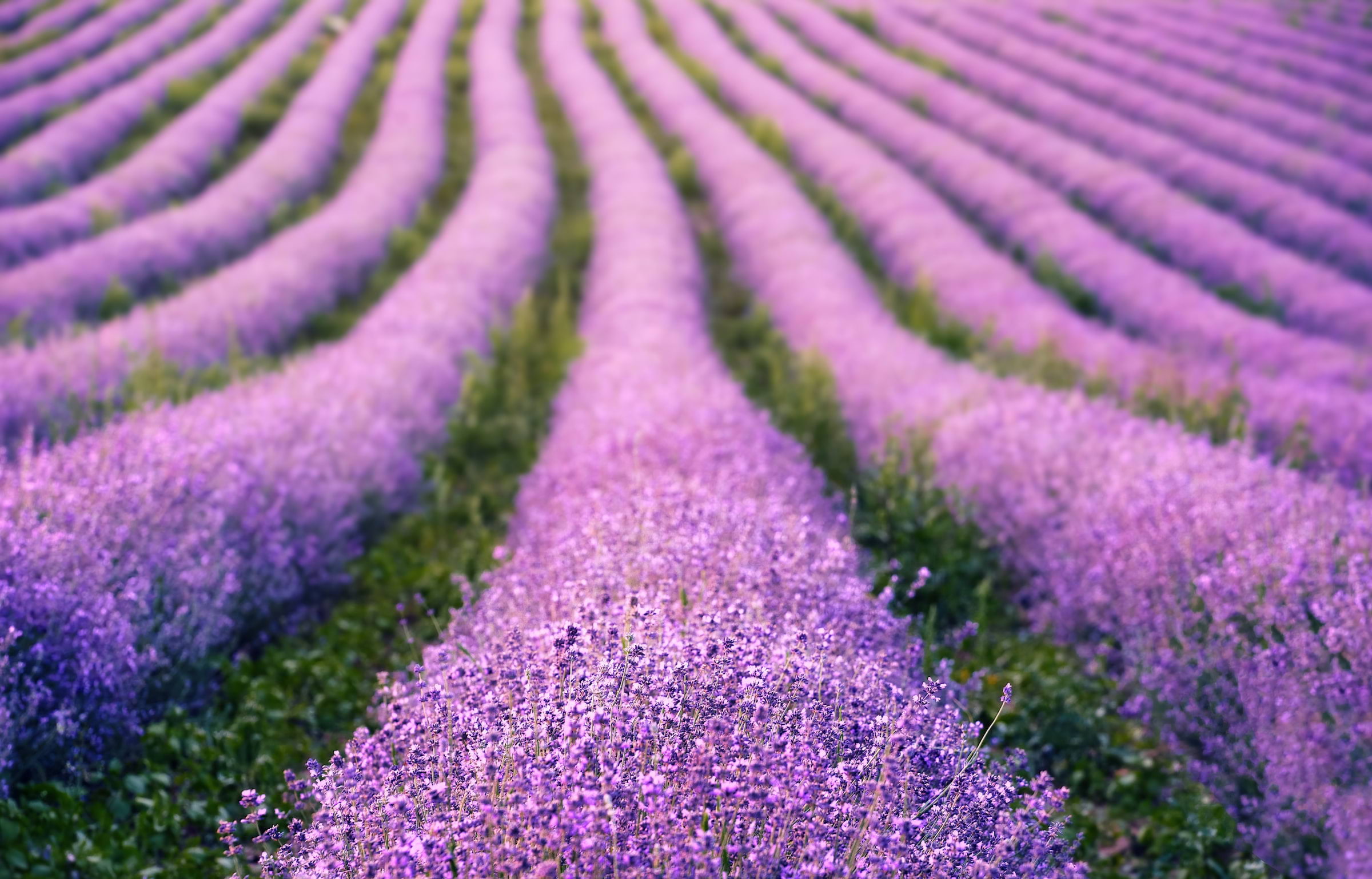 The prettiest lavender fields near London