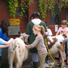 Hackney City Farm