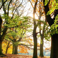 Hampstead Heath