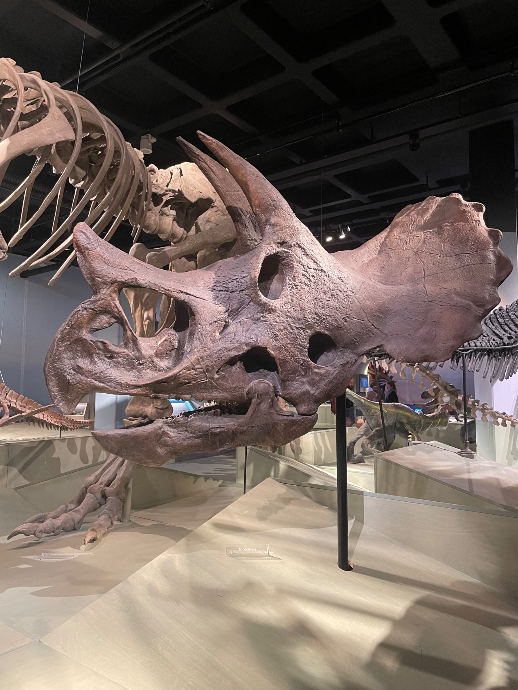 Bild från Naturhistoriska riksmuseet av Sarah A. (2022-12-04)