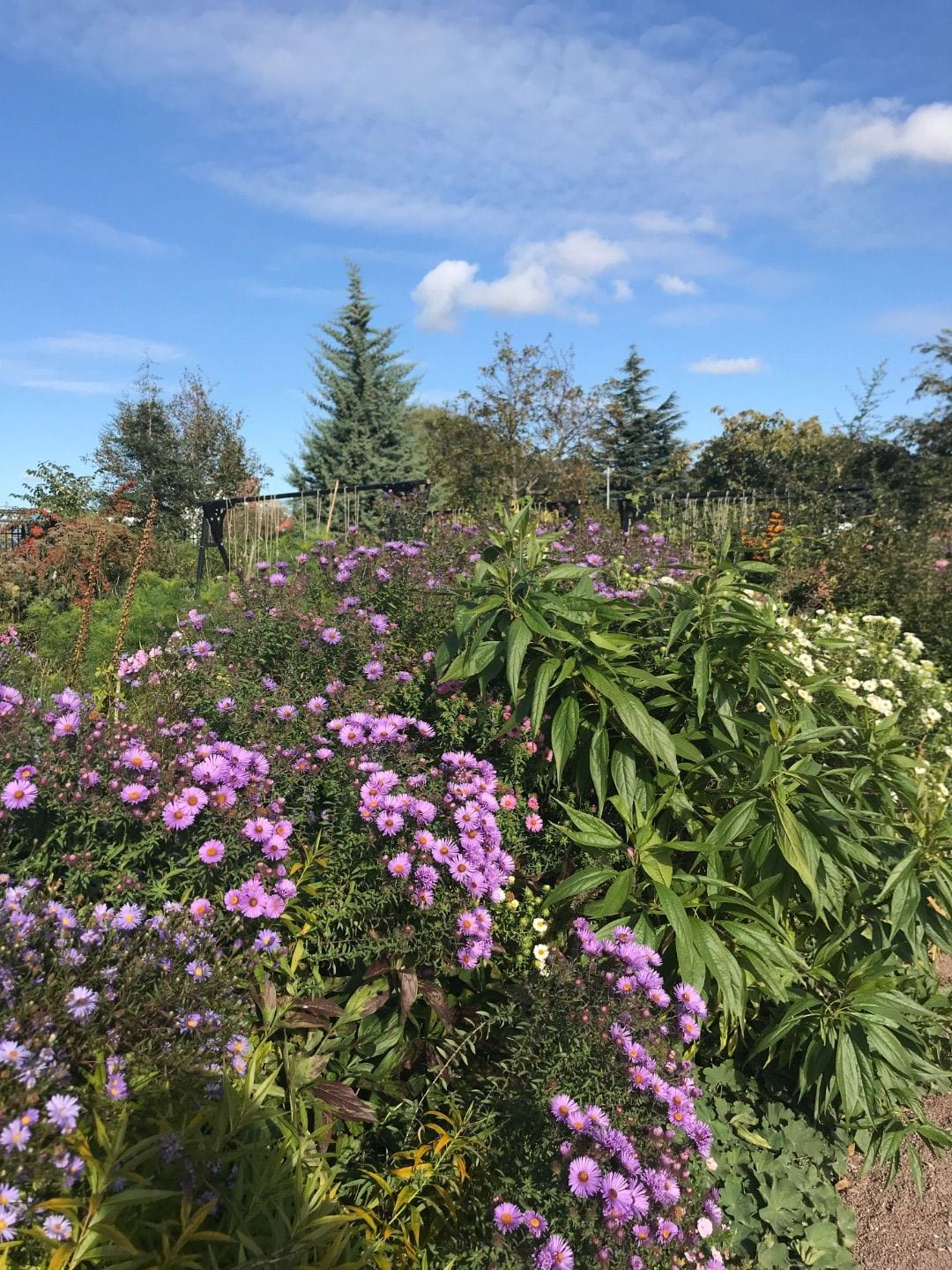 Trädgården precis utanför – Bild från Slottsträdgårdens Café av Jessica K. (2019-10-16)